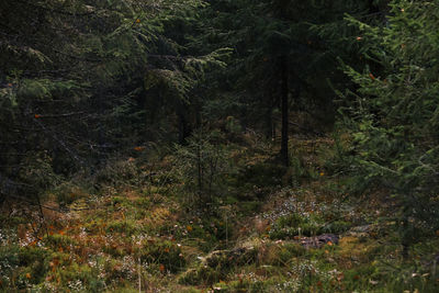 Trees in forest