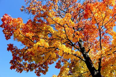 Low angle view of tree against sky