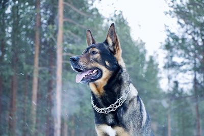 Dog in snow forest 