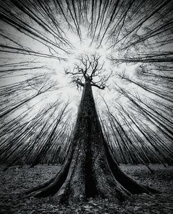 Close-up of silhouette tree against sky