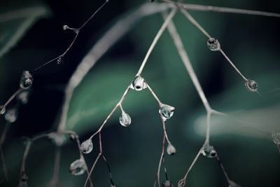 Close up of plant against blurred background