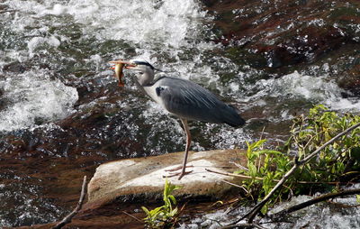 Gray heron perching on rock by water