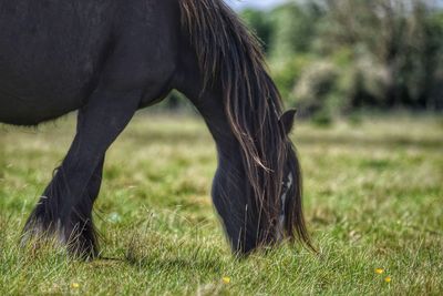 Close-up of horse grazing on field