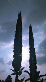Low angle view of silhouette cactus against sky at sunset