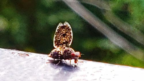 Close-up of insect on fruit