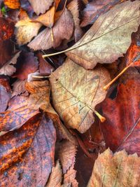 Full frame shot of dried leaves