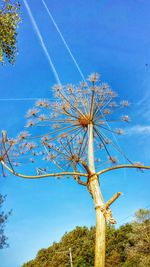 Low angle view of trees against blue sky