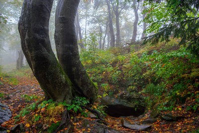 Trees growing in forest during autumn