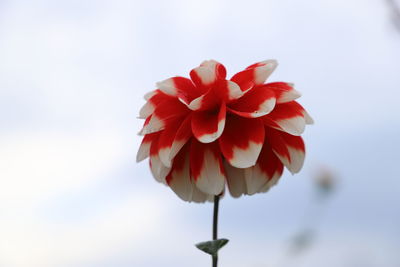 Close-up of red rose against sky