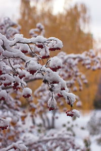 Close-up of snow on plant