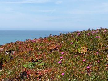 Purple flowering plants on field by sea against sky