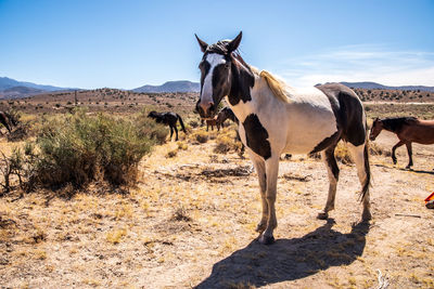 Spotted appaloosa wild horse in herd in nevada desert