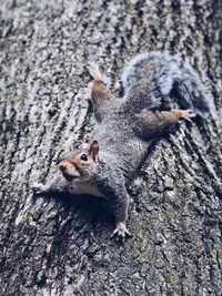 High angle view of squirrel on tree trunk