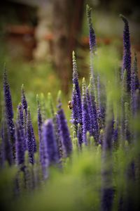 Close-up of purple flowering plants on field