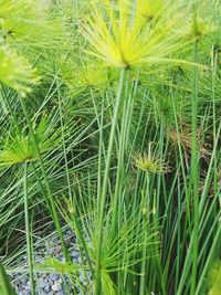 Full frame shot of plants growing on land