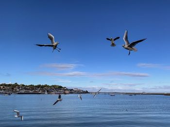 Seagulls flying over sea against sky