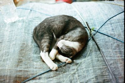 High angle view of cat sleeping