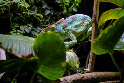 A chameleon behind the plants
