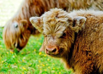 Close-up of a scottish galloway calf