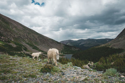 Mountain goats on mountain against cloudy sky