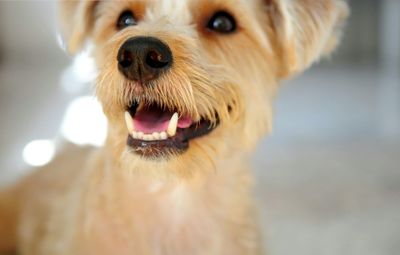 Close-up of terrier at home