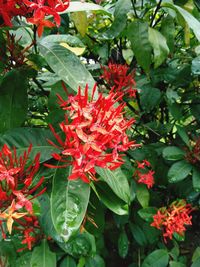 Close-up of red flowering plants