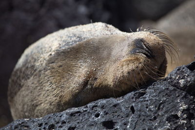 Close-up of an animal resting on rock