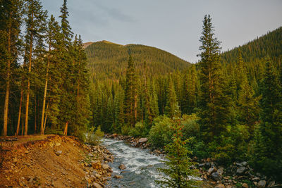 Golden sunset over river bank surrounded by pines near aspen, colorado