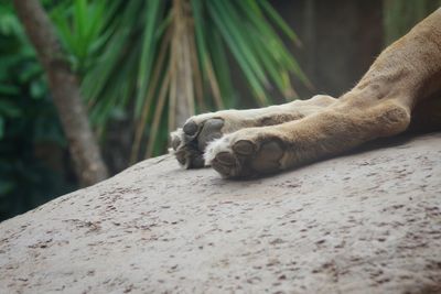 Close-up of a sleeping cat