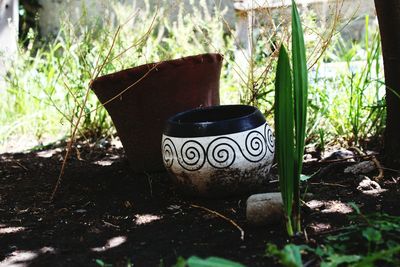 Close-up of plants on field