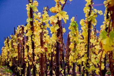 Close-up of yellow flowering plants against sky