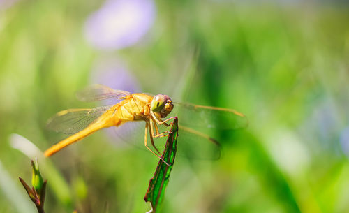 Close-up of insect on flower