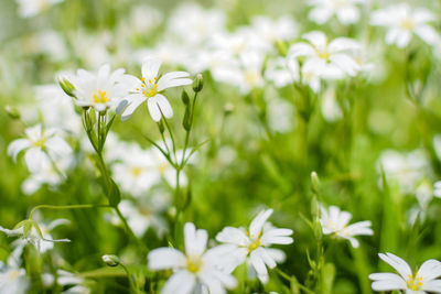 Close-up of flowers blooming outdoors