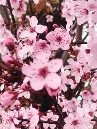 Close-up of pink cherry blossoms in spring