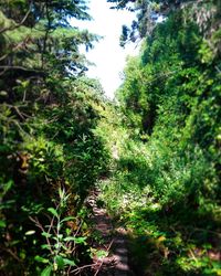 Trees in forest