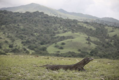 Lizard on field