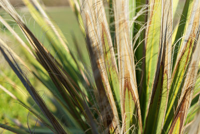 Close-up of wheat growing on field