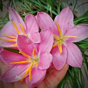 Close-up of pink flowering plants