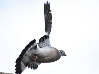 Low angle view of seagull flying against sky