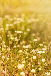 Close-up of yellow flowering plant