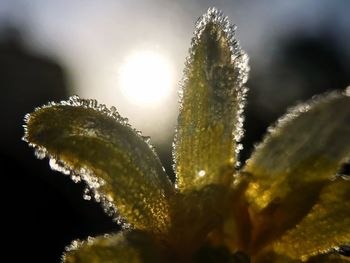 Close-up of plant