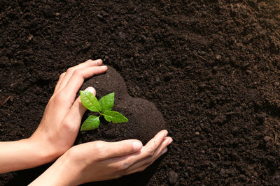 Close-up of hand holding small plant