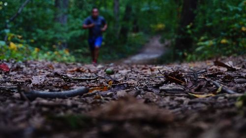 Surface level of fallen leaves on footpath in forest