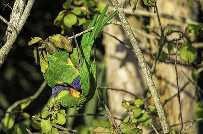 Close-up of bird perching on branch