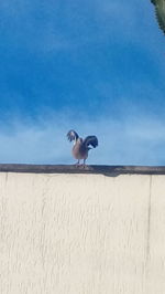 Bird perching on sand against sky