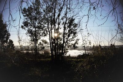 Trees on field against sky