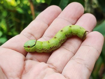 Green caterpillar in gentle hand