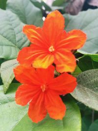 Close-up of orange hibiscus blooming outdoors