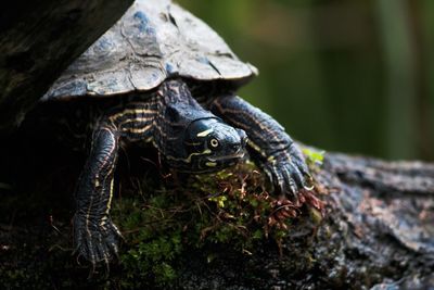 Close-up of tortoise