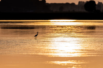 Silhouette birds flying over lake